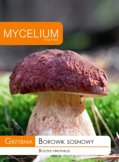 Mycélium hríb borovice mycélium 10 g